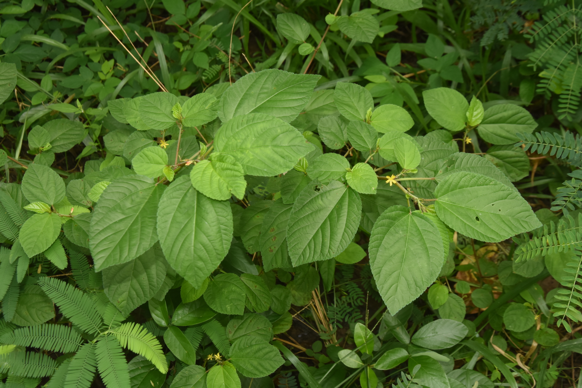 Corchorus aestuans L. - Photo Bivouac Naturaliste